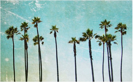palms 